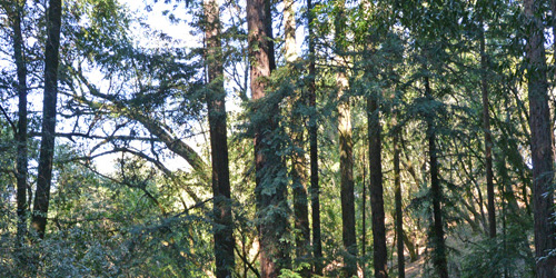 North Sonoma Mountain redwoods 500