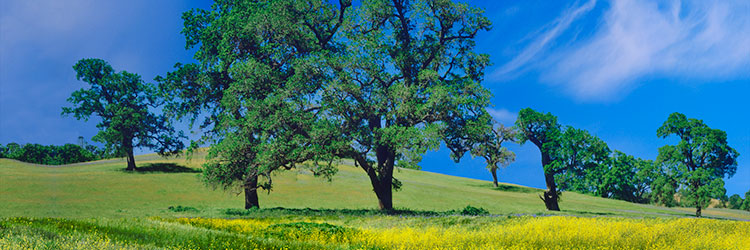 Oak-mustard-field